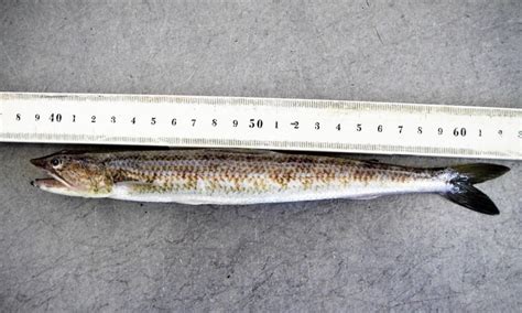 lizard fish florida|Everything You Need to Know About Lizardfish .